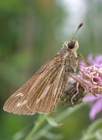 Saltmarsh Skipper